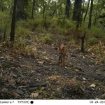 Image of a wild dhole via a camera trap
