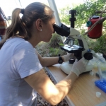 Camila analysing giant armadillo semen in the field.