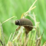 Mature Dakota skipper caterpillar reared at the Zoo