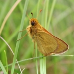 First male Dakota skipper reared from egg to adulthood at the Zoo