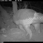 Giant armadillo via camera trap.