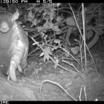 Giant armadillo via camera trap.