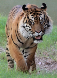 THarris_Sumatran-tiger-at-Phoenix-Zoo-754x1024