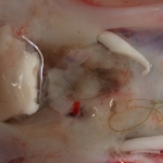 Adult meningeal worm in the brain tissue of the sick moose from the Kabetogama Peninsula, Voyageurs National Park.