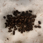 Fresh deer pellets were collected off the top of snow in late winter.
