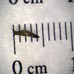 Some species of gastropods, like the common marsh slug, Deroceras laeve, are known carriers of meningeal worm larvae that can infect deer and moose when they are eaten.