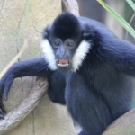 “Bailey” was born at the National Zoo in 1994 and came to the Minnesota Zoo in 2001 to be a mate for Tia. Aside from his distinctive white-fringed cheeks, Bailey and other males of this species are completely black.