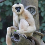 “Tia” was born at the Minnesota Zoo in 1996, and is the last offspring from the Zoo’s original gibbon pair. She has produced two infants of her own.  Like all females of her species, Tia is buff colored.