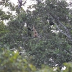 A family group of wild white-cheeked gibbons in Laos © Project Anoulak 
