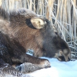 A young moose infected with meningeal worm, Kabetogama Peninsula, Voyageurs National Park.  By this time, this particular moose could not stand. Photo courtesy of Alan Burchell.