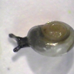Deer and moose consume many gastropods, like this snail, Vitrina limpida, while feeding on vegetation near the ground.