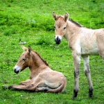 Asian wild horse foals at the Minnesota Zoo