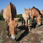 Asian wild horses at the Minnesota Zoo