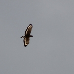 A crested serpent eagle in flight, near an area of forest conversion.