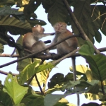 A pair of long-tailed macaques grooming high in the trees.