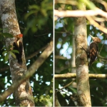 A pair of orange-backed woodpeckers.