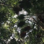 A view into the forest canopy in Endau-Rompin.