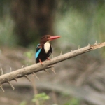 A white-throated kingfisher in a nearby oil palm plantation.