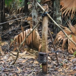 Dr. Tara Harris, Tiger Conservation Campaign Coordinator, behind a large termite mound in the native palm forest