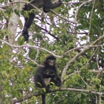 Dusky leaf monkeys were hanging out along the side of the road.