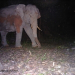 Camera trap photo: Asian elephant, conservation status - endangered