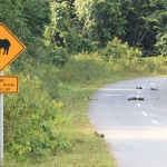 Elephant dung in the road next to a “Caution, wildlife crossing area” sign. 