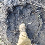 Elephant footprint (much bigger than a size 6 hiking shoe)