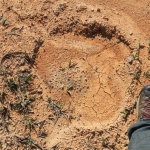 Elephant footprint in a dirt road