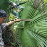 Dr. Francis Cheong, Assistant Director, WCS-Malaysia, searches for tiger scent marks on the underside of a native palm leaf