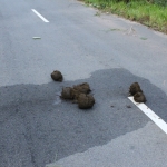 Fresh signs of Asian elephants dot the road.