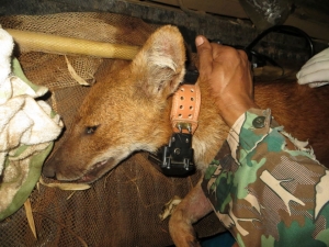 GPS collared dhole