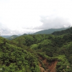 Lush forests still abound in unprotected areas of the Leuser Ecosystem and provide important habitat for tigers, orangutans, rhinos, elephants, and more.