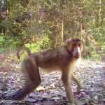 Camera trap photo: Pig-tailed macaque, conservation status - vulnerable