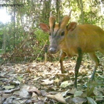 Camera trap photo: Muntjac, conservation status – least concern