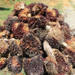 Oil palm harvest on the side of the road, waiting for pickup