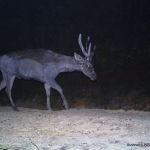 Camera trap photo: Sambar deer, conservation status - vulnerable