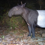 Camera trap photo: Malayan tapir, conservation status - endangered