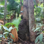 Tara (TCC Coordinator) behind a large termite mound in the native palm forests of Endau-Rompin.