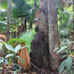 Dr. Tara Harris, Tiger Conservation Campaign Coordinator, behind a large termite mound in the native palm forest