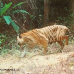 The first tiger camera trap image obtained by WCS-Malaysia (2007), creating the impetus for the program.