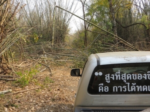 A tangle of bamboo left by elephants is blocking the road