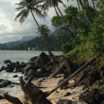 The beautiful beaches in Aceh are important nesting areas for sea turtles.