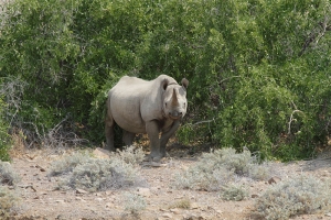 A black rhino emerges from one of the few shady places on the landscape in Namibia’s Kunene Region.