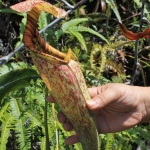A carnivorous pitcher plant grows along the side of the road.