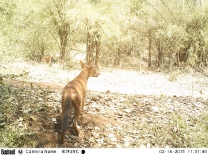 Camera trap photo of two dholes on Valentine’s Day