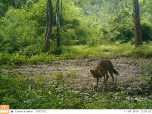 A dhole camera-trapped after stealing our bait and avoiding capture