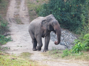 Elephant walking along the road headed into camp