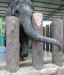 A young Asian elephant with a snare injury to its leg is housed at the National Elephant Conservation Centre near Lanchang, Peninsular Malaysia.  Uninjured elephants that come into conflict with people in unprotected areas are often translocated by the government to national parks.