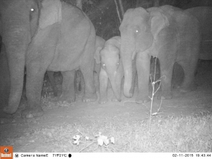 Camera trap photo of elephants walking past one of our sites