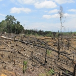 Recent forest clearing near a village, for oil palm planting.